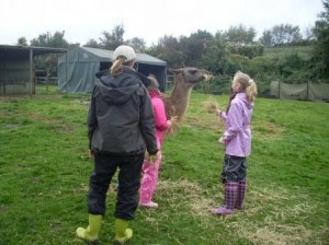 Lama-Begegnung für Kinder auf der Weide - die Kinder dürfen die Lamas aus der Hand füttern