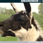WDR Lokalzeit Ruhr 2013.06.13 Ankündigung Lamaflüstern