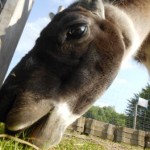 Der März wird tierisch gut - Lamawanderungen im Ruhrgebiet_DSCN5754_Prachtlamas