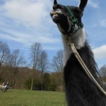 Mach mal Pause: Lama Diego schuat sich bei der Gras-Pause die Welt an. Foto: Prachtlamas