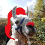 Weihnachtsgrüße von den Prachtlamas 2016: Dancer, the rednose Lama