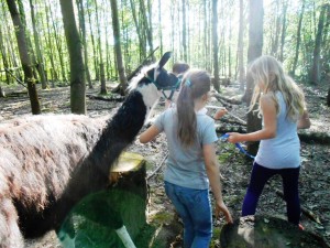 Kindergeburtstage mit Tieren und Abenteuer im Ruhrgebiet Gelsenkirchen Essen, Foto: Prachtlamas