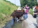 lamas-machen-ihre-geschafte-mit-wasserspuhlung.JPG