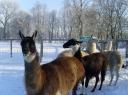 Lamas im Schnee auf der Weide in Gelsenkirchen