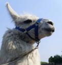 Lama Dancer freut sich auf eine gemütliche Lamawanderung in der Sonne über den Dächern des Ruhrgebiets