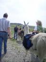 Ausflug für Kinder und Erwachsene im Ruhrgebiet: geführter Spaziergang mit den Pracht Lamas im Revier