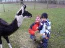 Lama-Erlebnis auf dem Hof für Familien, Kinder, Erwachsene, Senioren am Weihnachtsmorgen auf dem Tier-Bauernhof