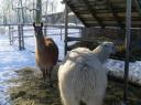 Die Lamas haben im Winter kräftig Hunger - dennoch: bitte NICHT füttern, sie bekommen genug von uns!