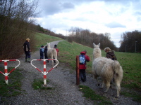 Geburtstags-Kinder-Lama-Trekking mit den Prachtlamas im Ruhrgebiet auf die Rungenberghalde