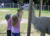 Kreativwerkstatt kleine Tierpflege und Naturschule in Ruhrgebiet, NRW, mit Lamas