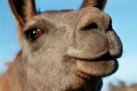 Lamas hautnah - ein Tiererlebnis für die ganze Familie
