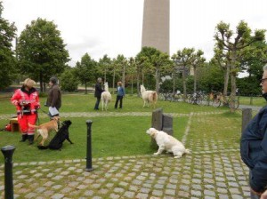 DSCN5572_WDR daheim und unterwegs Thema Tiere helfen Menschen - TherapieLamas Rettungshunde