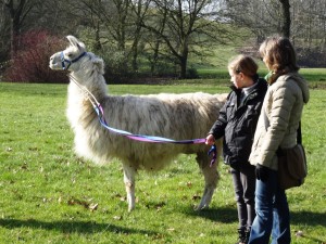 Lamawanderung in der Parklandschaft des Gesundheitsparks Nienhausen - kurze Pause zum Grasen lassen