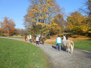 Lamawanderung in der Parklandschaft im Gesundheitspark Nienhausen in Ruhrgebiet NRW