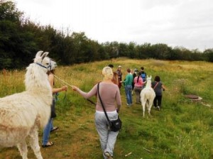 Sozialkompetenztraining mit Jugendlichen des "START"-Projektes vom Förderkorb im Sommer 2013 mit Beate Pracht und den Prachtlamas