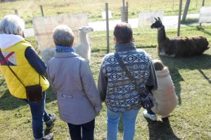 Begegnung mit dem Krafttier Lama - ein erstes Kennenlernen und Wahrnehmen, Prachtlamas