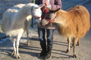 Lamas stärken Herzen, Foto Prachtlamas