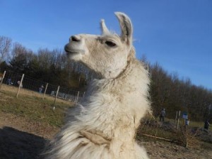 Lama Dancer genießt die Sonne und freut sich auf die kommenden XL_Lamawanderungen, Foto:Prachtlamas