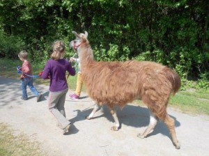 Gemeinsam mit Freunden oder der Familie mit einem Lama spazieren gehen, Foto Prachtlamas