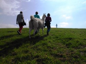 Foto von der Lamawanderung auf die Rungenberghalde in Gelsenkirchen-Buer, Prachtlamas