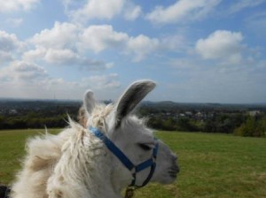 Lamawanderung auf die Rungenberghalde - Lama Dancer genießt die Aussicht, Foto: Prachtlamas