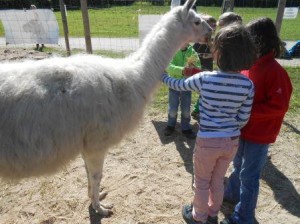 Kindergeburtstage mit Tieren - Lamas  - im Ruhrgebiet NRW