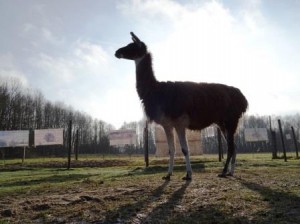 Lama Hannibal in der Sonne in Gelsenkirchen