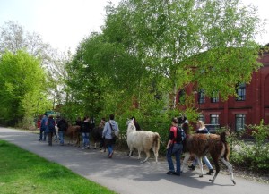 XL-Lamawanderung auf die Anden des Ruhrgebiets - von Gelsenkirchen nach Essen auf die Halde Zollverein 4/5/11, Foto: Prachtlamas