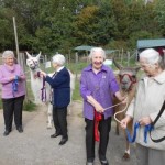 Tiergestützte Therapie für Essener Senioren in Gelsenkirchen, NRW, Foto: Prachtlamas