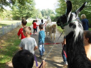 Ferien für Kinder mit Tieren (Lamas) in Gelsenkirchen / Essen, Ruhrgebiet, NRW. Foto: Prachtlamas