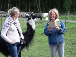 Lesung mit Lamas: Beate Pracht liest aus ihrem ersten Buch 