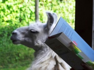 Lesung mit Lamas: Lama Dancer hat sich zu uns gesetzt und hört auch zu, während Beate Pracht aus Ihrem Buch liest