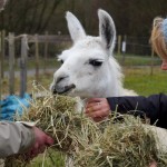 Winterlicher PArkausflug mit Lamas - so titelte der Stadtanzeiger Borken, Foto, Copyright: Azima Strittmatter