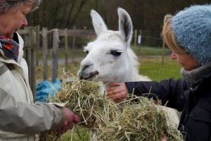 Winterlicher Parkausflug mit Lamas - so titelte der Stadtanzeiger Borken, Foto, Copyright: Azima Strittmatter