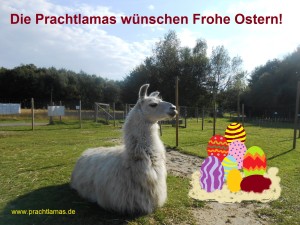 Die Prachtlamas wünschen "Frohe Ostern!". Auf dem Foto: Lama Dancer "bewacht" seine Ostererier-Ausbeute :-)