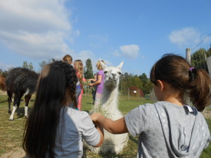 Kinder erleben Tiere, Lamas im Ruhrgebiet auch zu Ostern