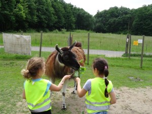 Tiererlebnisse wie auf dem Bauernhof in den Sommerferien für Kinder im Ruhrgebiet, NRW, Prachtlamas