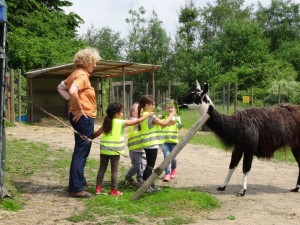 Erlebnispädagogisches Tiererlebnis mit Lamas in Gelsenkirchen, Copyright Prachtlamas