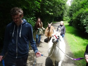 Urlaubstag mit Lamawanderung in Essen Gelsenkirchen. "Lamahof" von Prachtlamas im Ruhrgebiet,  NRW.