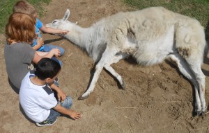 Lama Kasimir legt sich vertrauensvoll und ganz entspannt neben die Kinder