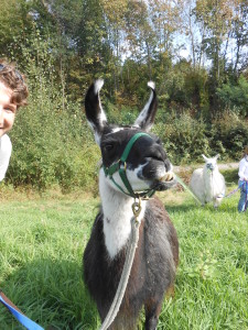 Lamas hautnah erleben - das können Sie im Ruhrgebiet, in Gelsenkirchen bei den Prachtlamas (NRW)