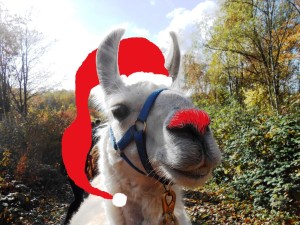 Weihnachtsgrüße von den Prachtlamas 2016: Dancer, the rednose Lama