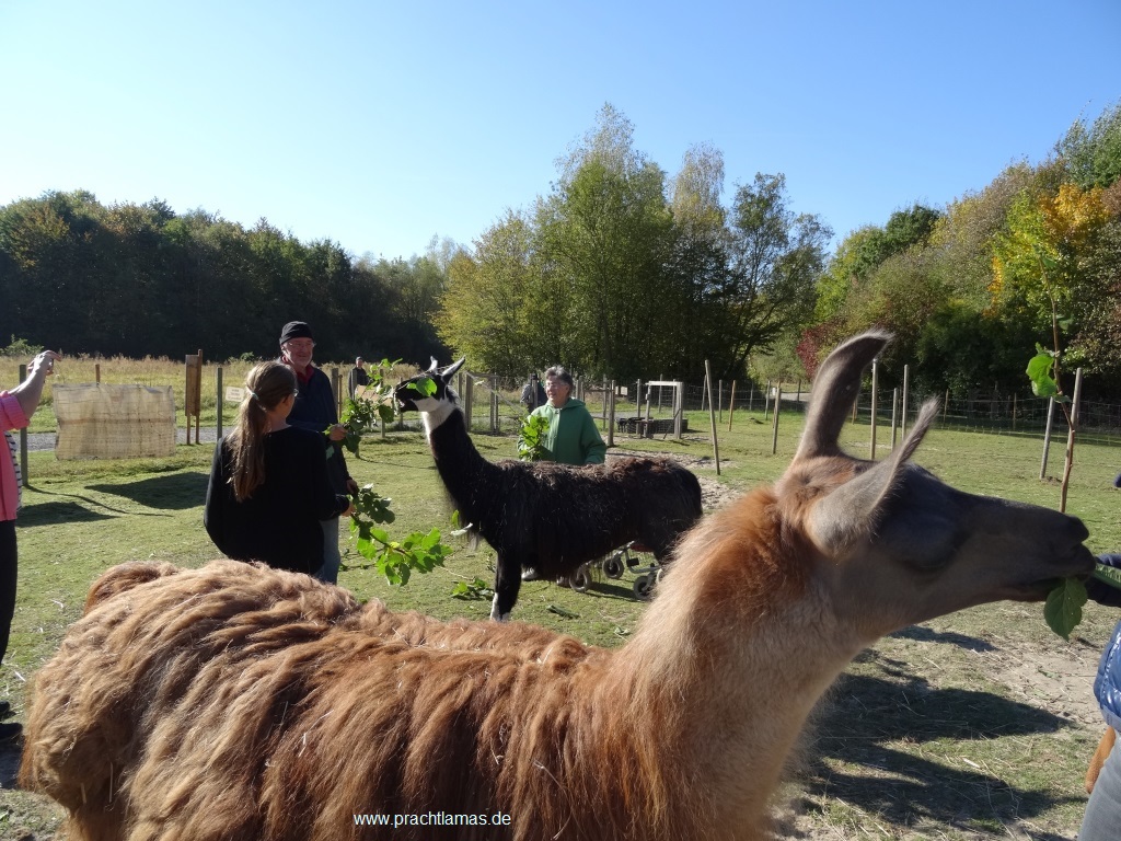 Jede Lamawanderung beginnt mit einer kurzen Einführung - und einer ersten, vertrauensvollen Begegnung mit unseren Lamas und Füttern auf der Weide