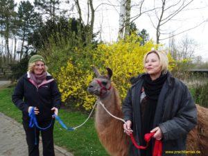 Auch beim Familien-Lama-Abenteuer sind wir mit den Lamas unterwegs und machen eine kleine Führrunde, Foto Prachtlamas