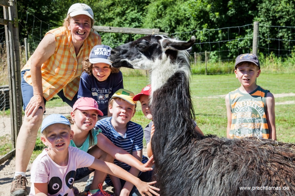Sommer Ferien für Kinder mit Lamas im Ruhrgebiet Nordrhein Westfalen mit Prachtlamas im Juli August, Foto Ronja Donsbach