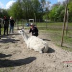 Eine achtsame und schrittweise Begegnung mit den Lamas fördern ein gegenseitiges Vertrauen. Foto: Prachtlamas