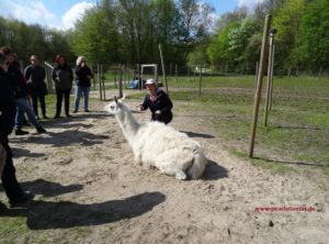 Eine achtsame und schrittweise Begegnung mit den Lamas fördern ein gegenseitiges Vertrauen. Foto: Prachtlamas