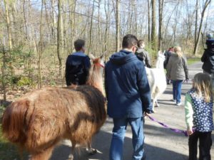 Wanderung mit Lamas von Gelsenkirchen nach Essen, Ruhrgebiet