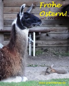 Die Prachtlamas wünschen "Frohe Ostern!" - Foto: Lama Hannibal hat Besuch vom Osterhasen 