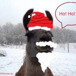 Lama Caruso in Weihnachtsstimmung. Als